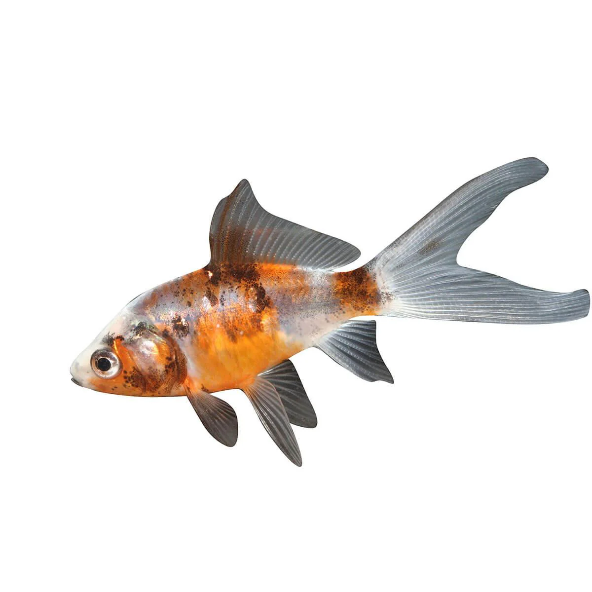 Shubunkin Fish - Image 2
