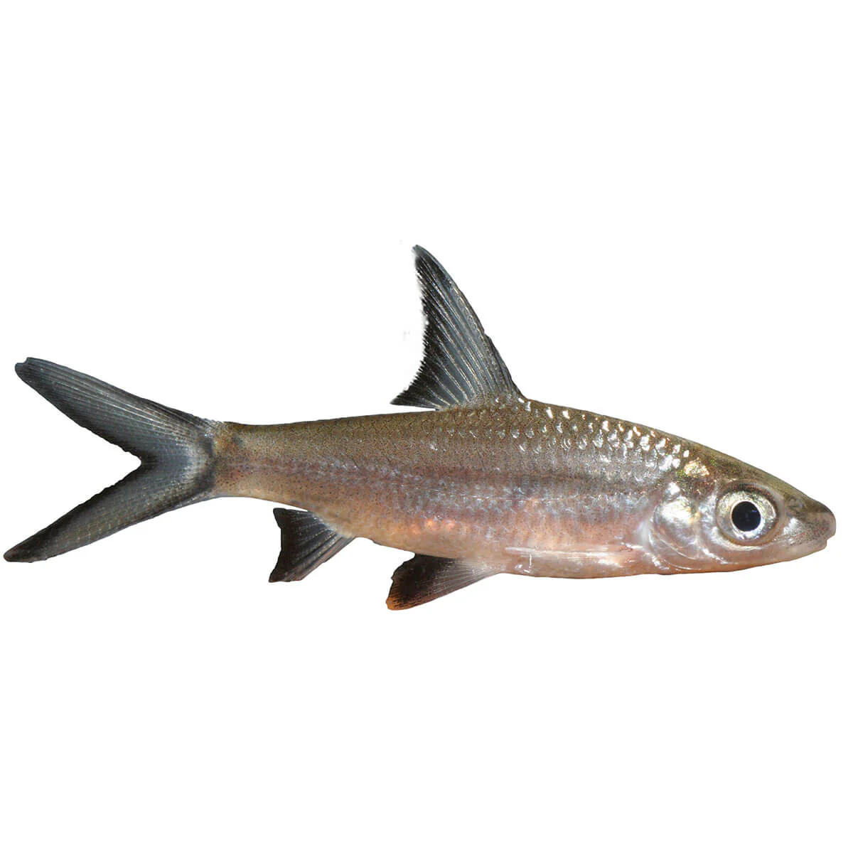 Silver Shark Fish 5cm - Image 2