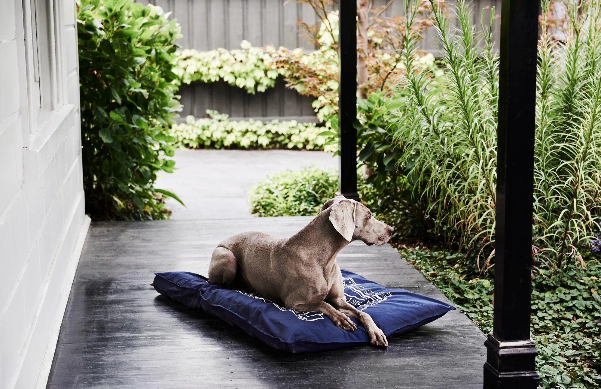 Snooza Organic Pet Futon Mighty Dog Bed - Image 10
