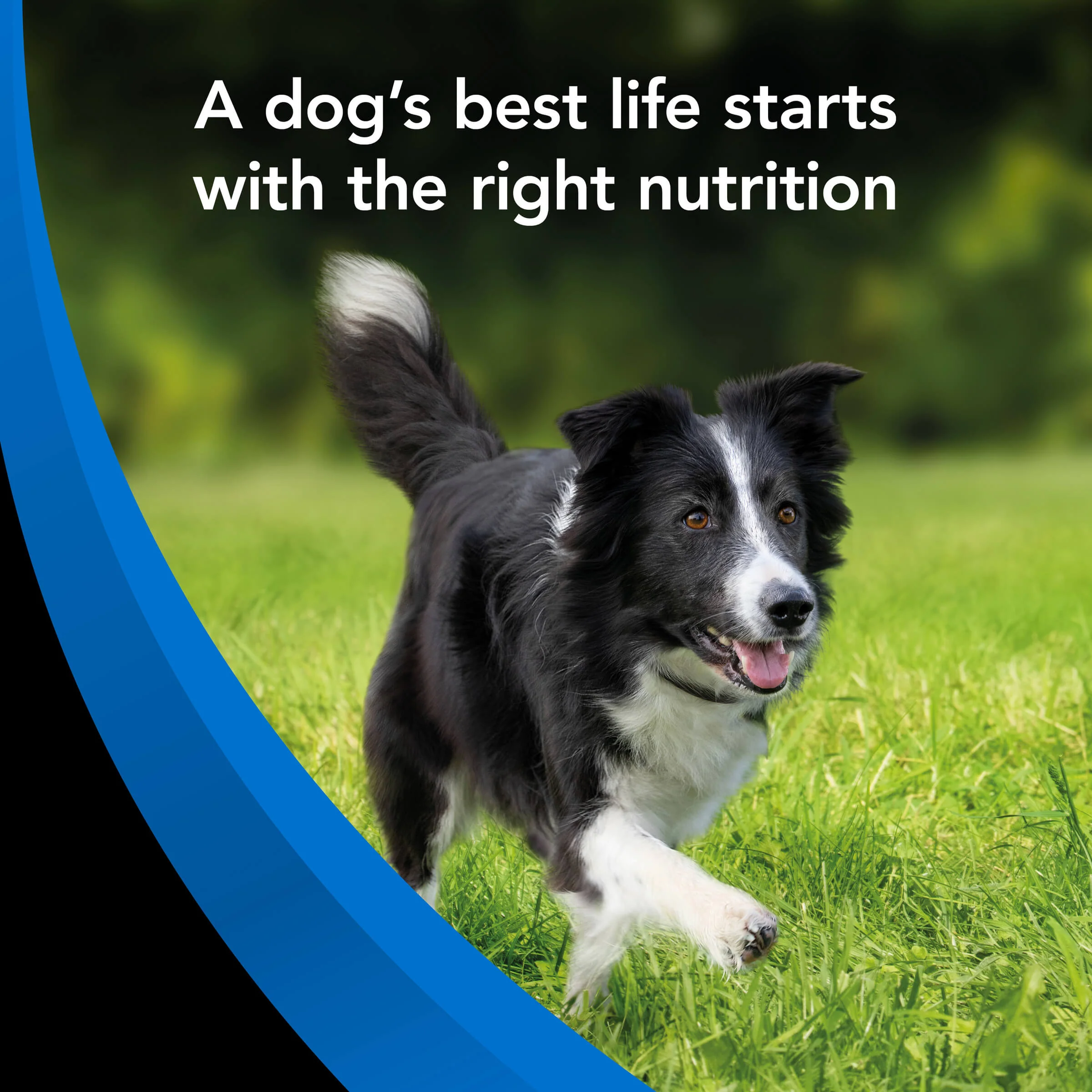 Supercoat Senior Fish Dry Dog Food 18kg - Image 15