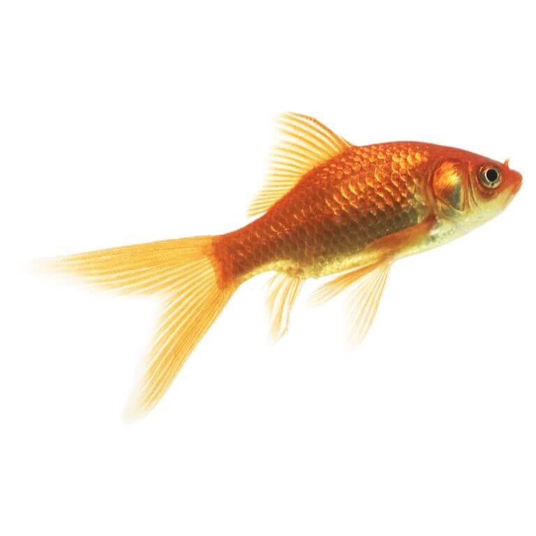 Uncoloured Goldfish 5cm - Image 2