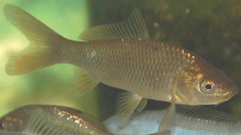 Uncoloured Goldfish 5cm - Image 4