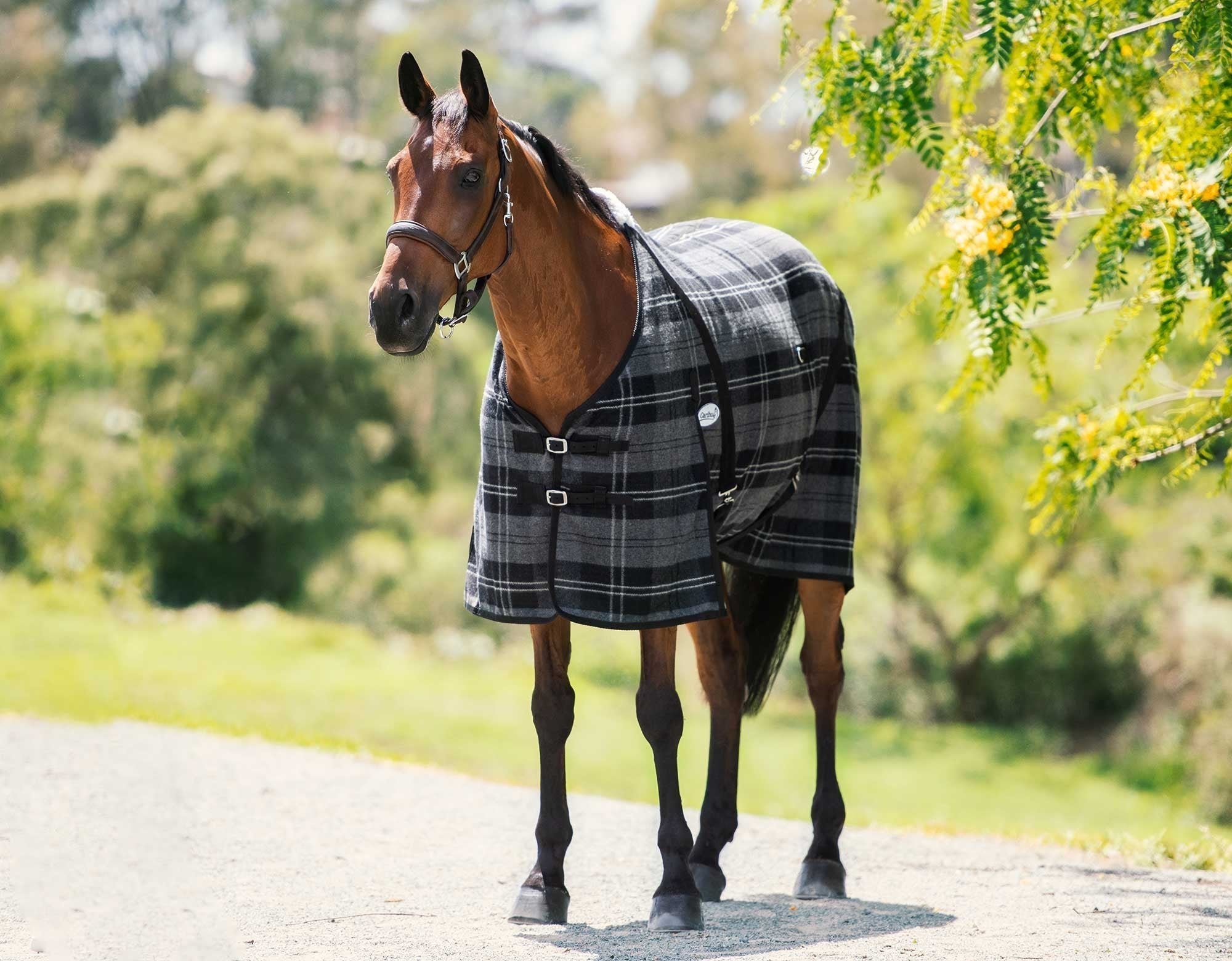 Caribu Horse Wool Rug - Image 4