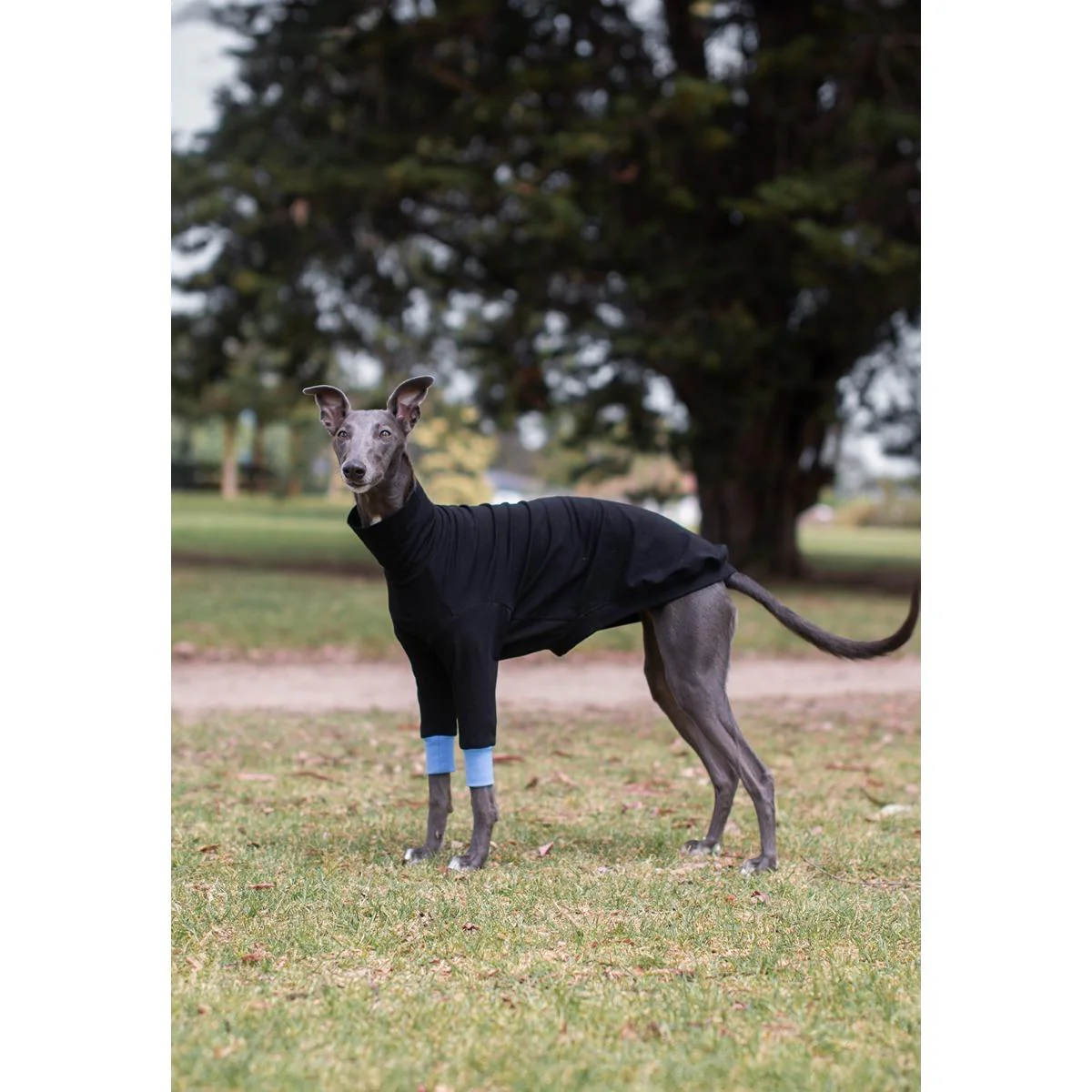Wriggley Diggley All Day Long Dog Jumper Black/Blue - Image 8